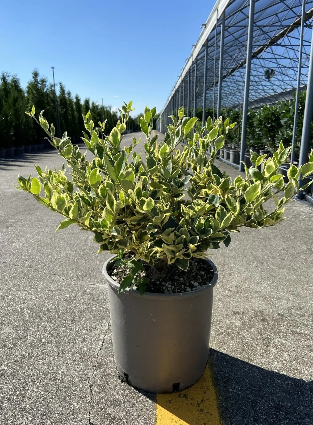 Ligustro - Ligustrum texanum