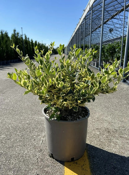 Ligustro - Ligustrum texanum