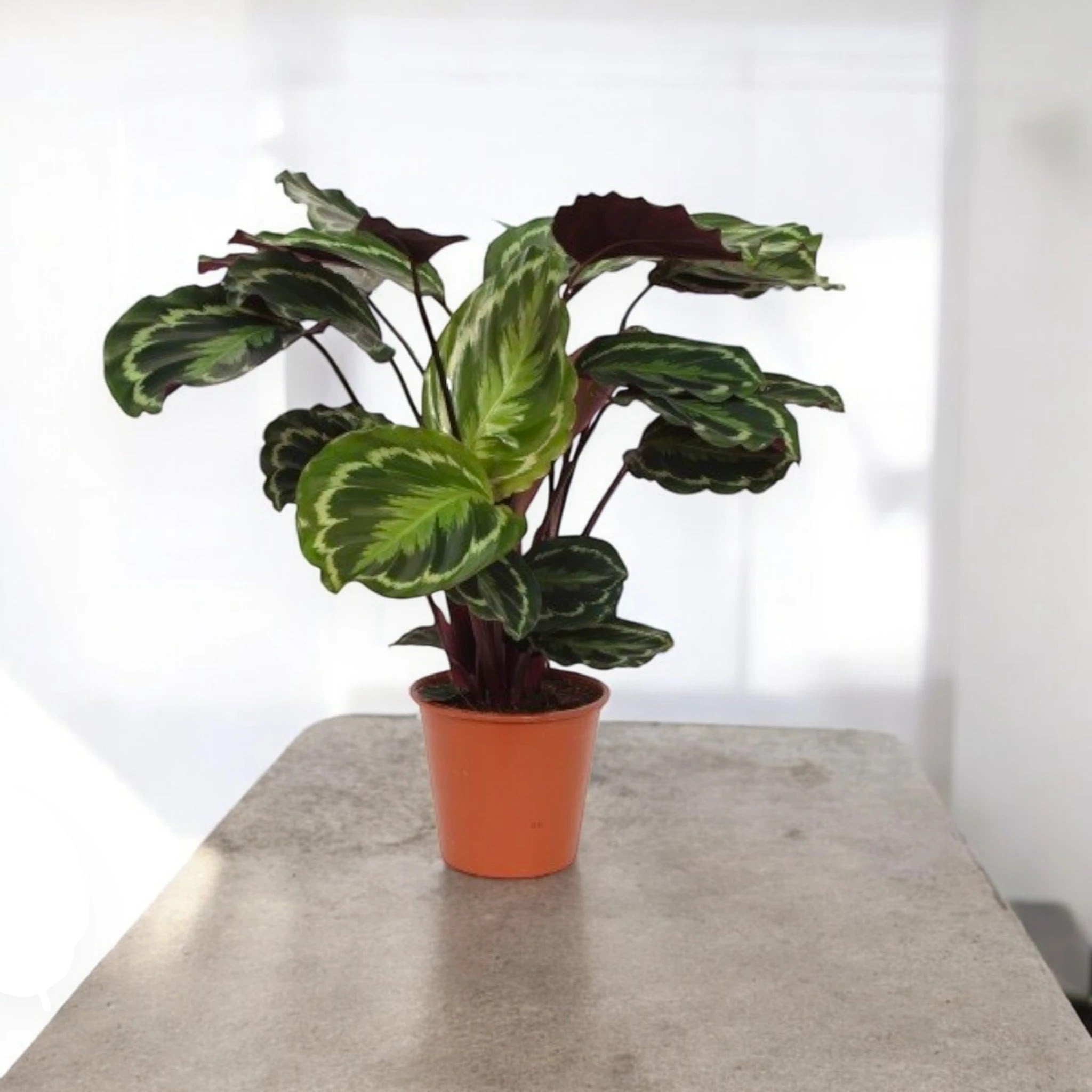 Calathea 'Medallion'