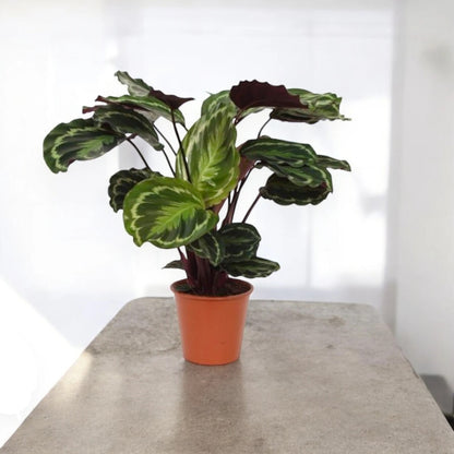 Calathea 'Medallion'