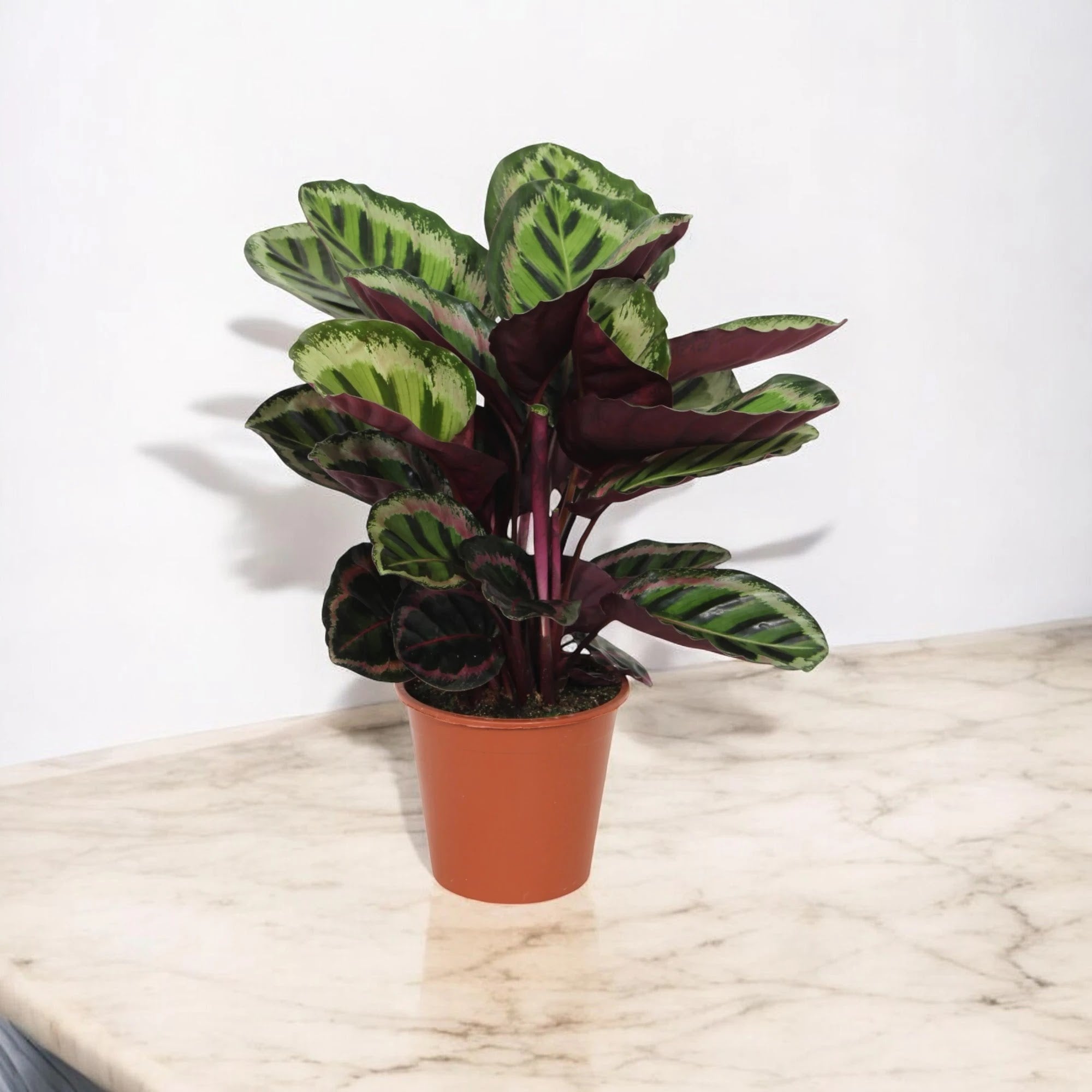 Dettaglio foglia Calathea roseopicta Angela con nervature rosa e dorso violaceo