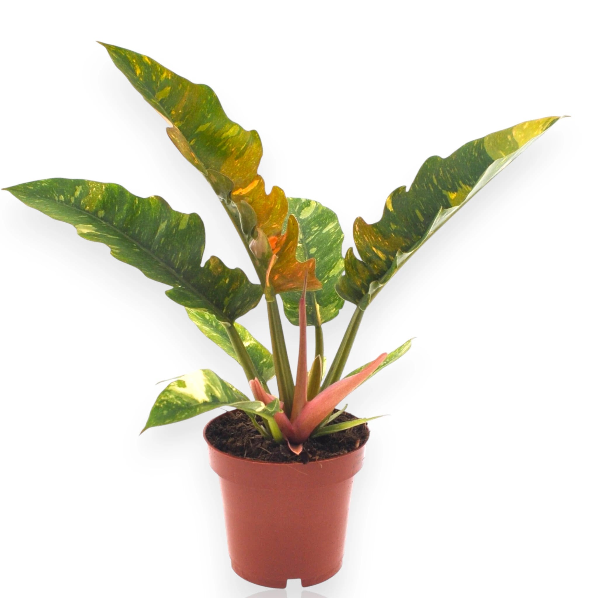 Philodendron Ring of Fire in vaso con foglie che sfumano dall'arancio al verde
