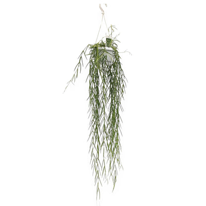 Hoya linearis in vaso sospeso con rami ricadenti e foglie lineari verdi