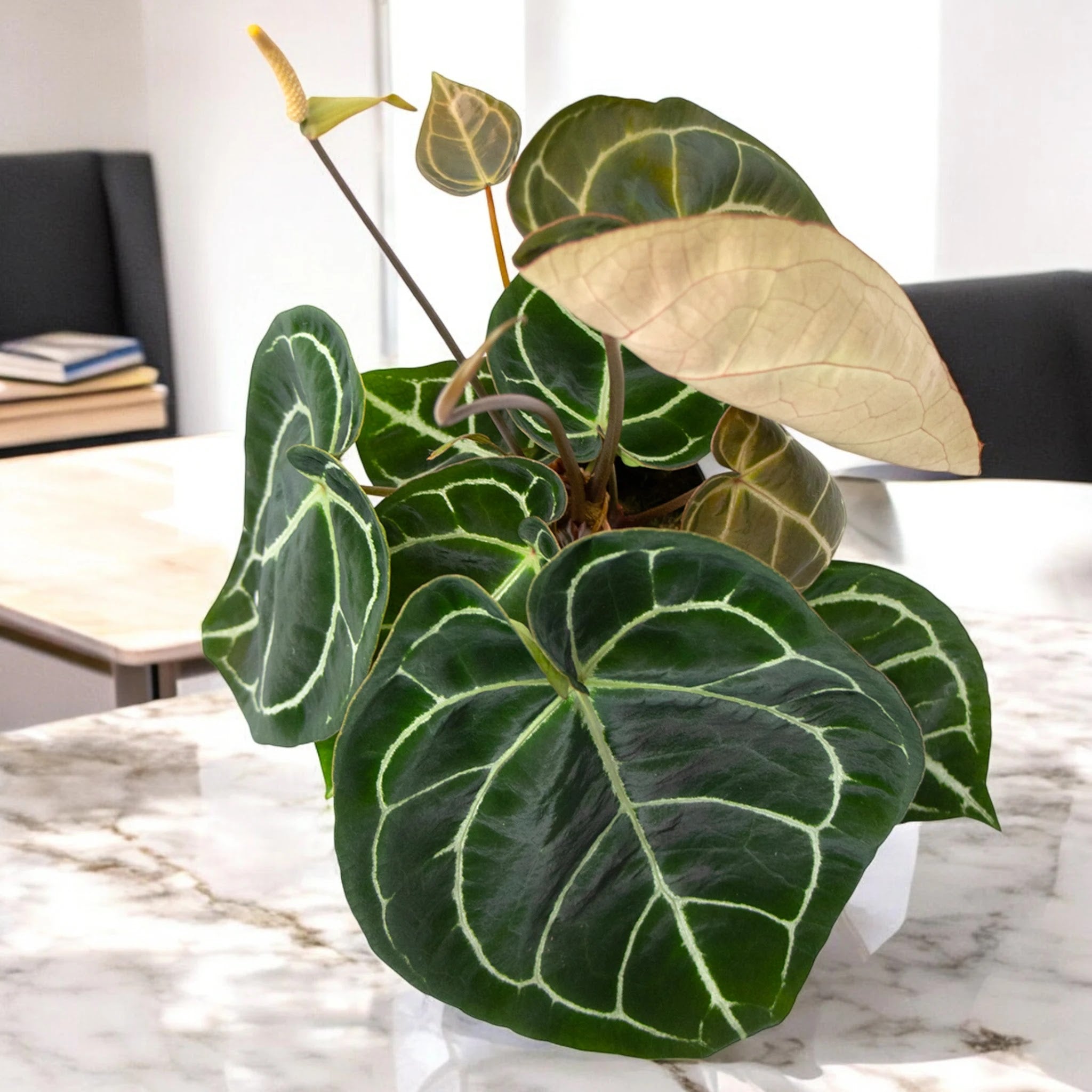 Anthurium 'Crystallinum'