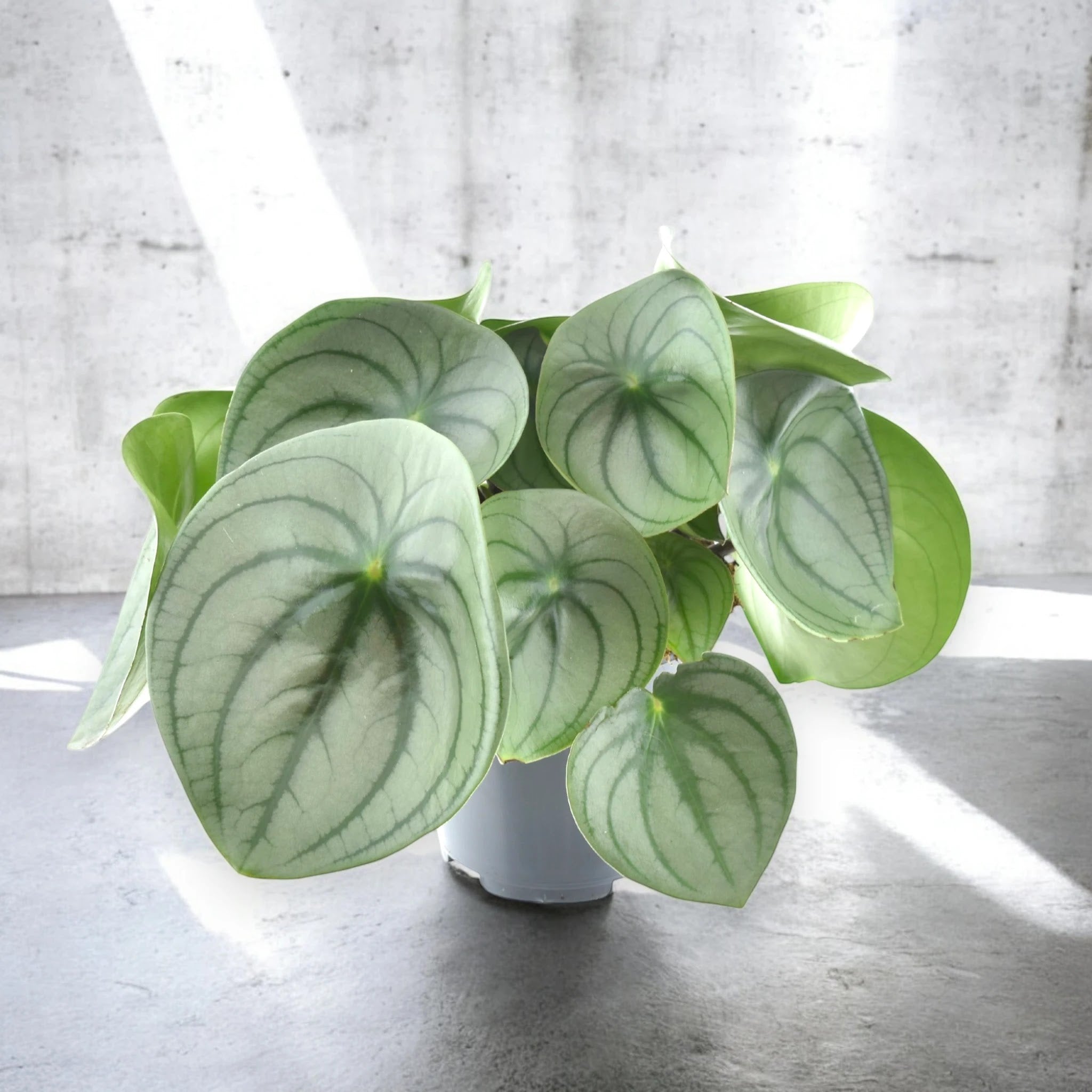 Peperomia watermelon big