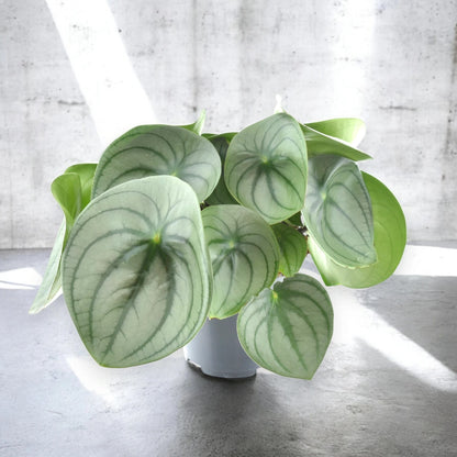 Peperomia watermelon big