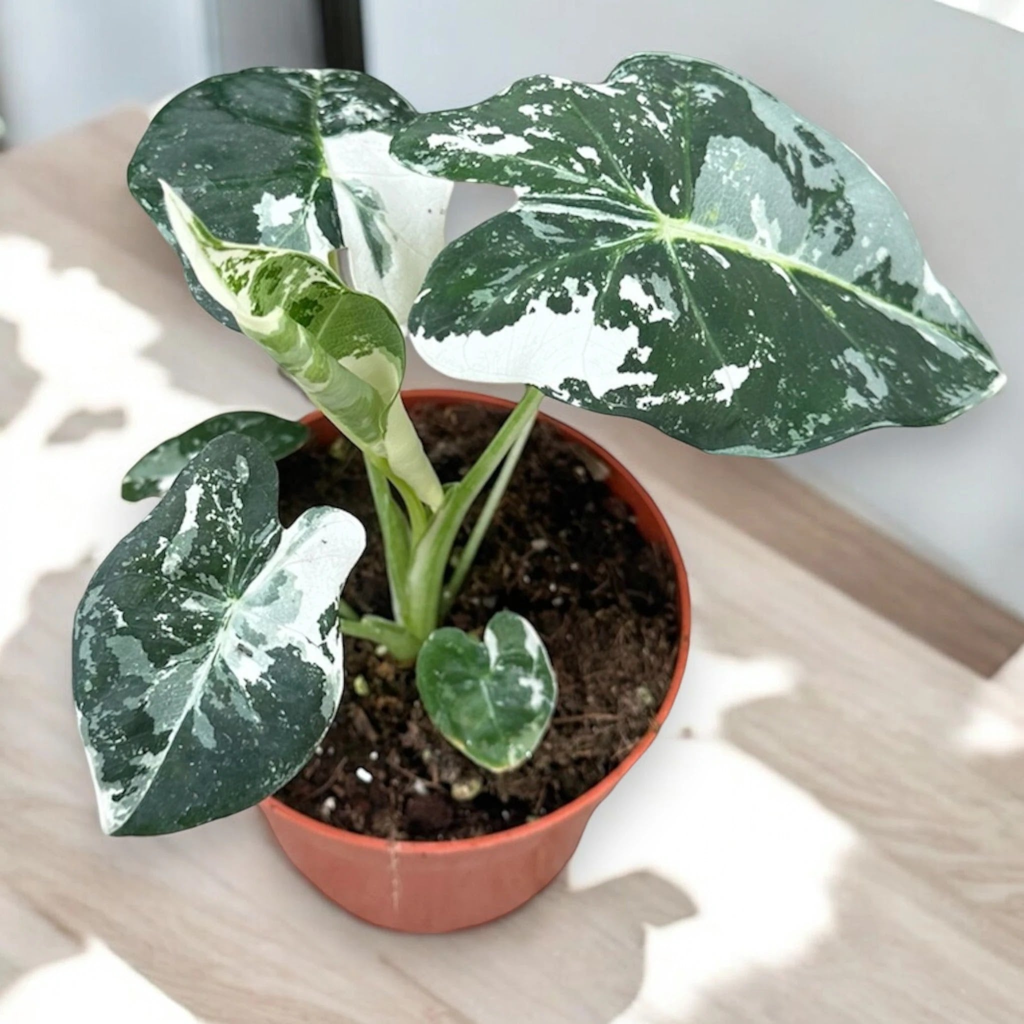 Alocasia 'Frydek'