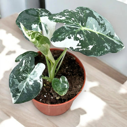 Alocasia 'Frydek'