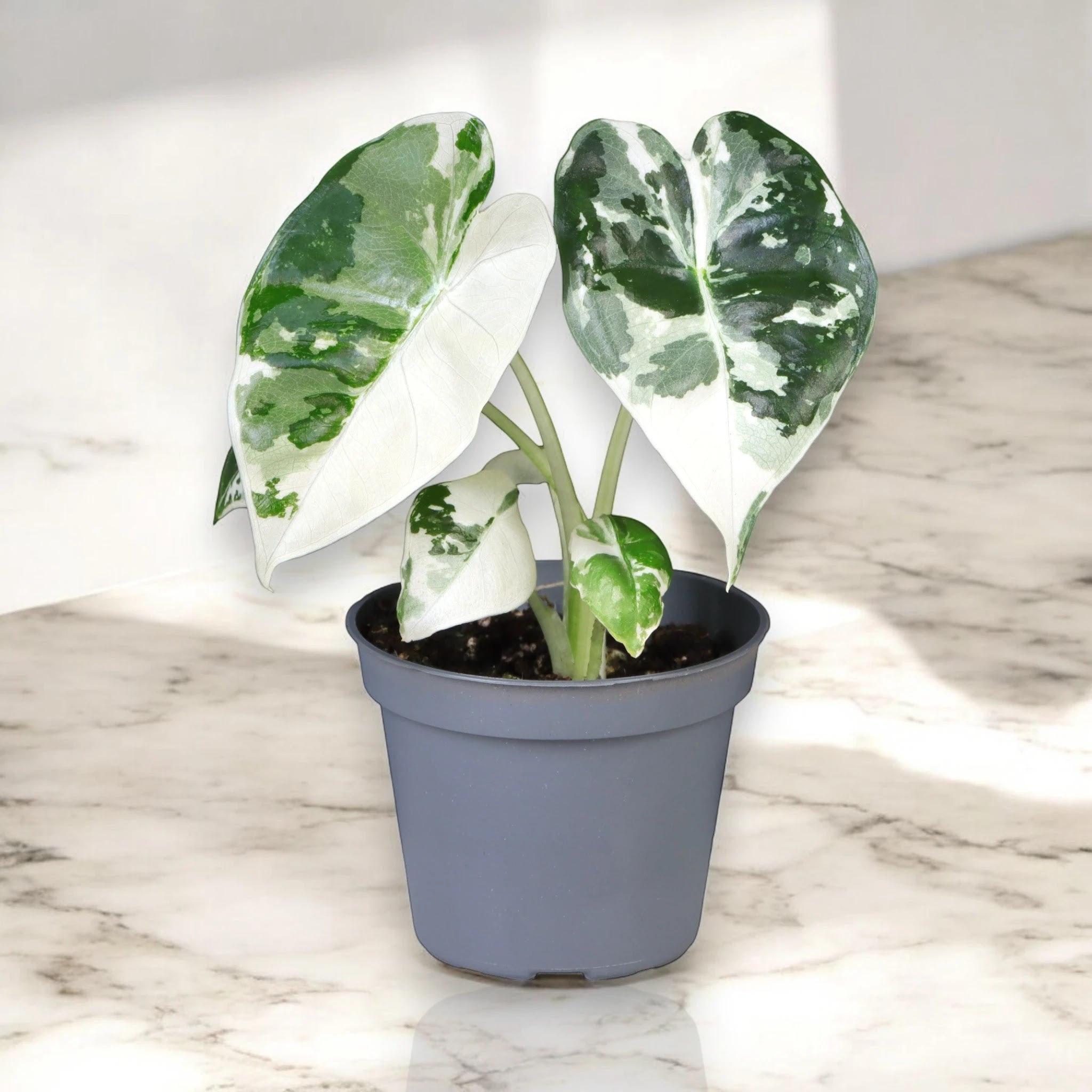 Alocasia variegata