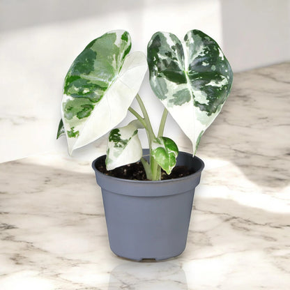 Alocasia variegata