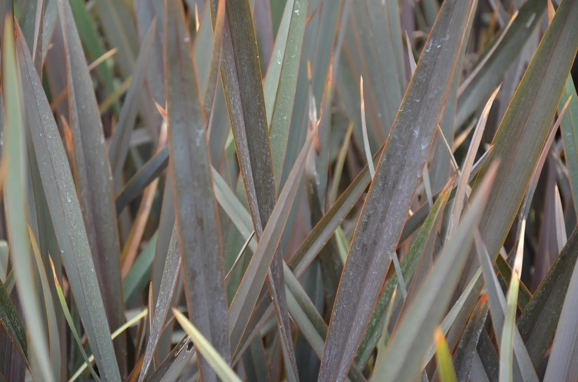 Phormium tenax