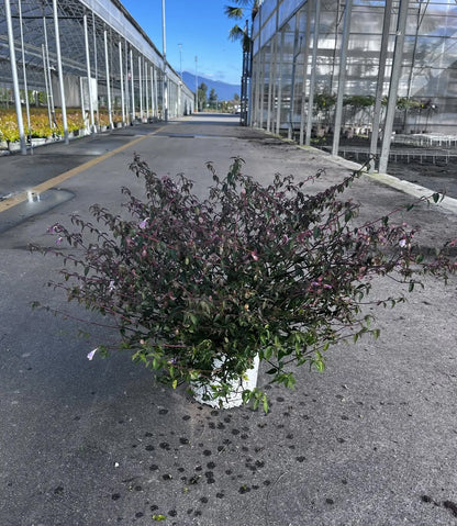 Abelia grandiflora