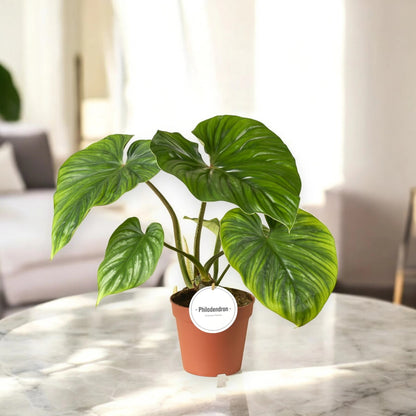 Philodendron 'Plowmanii'