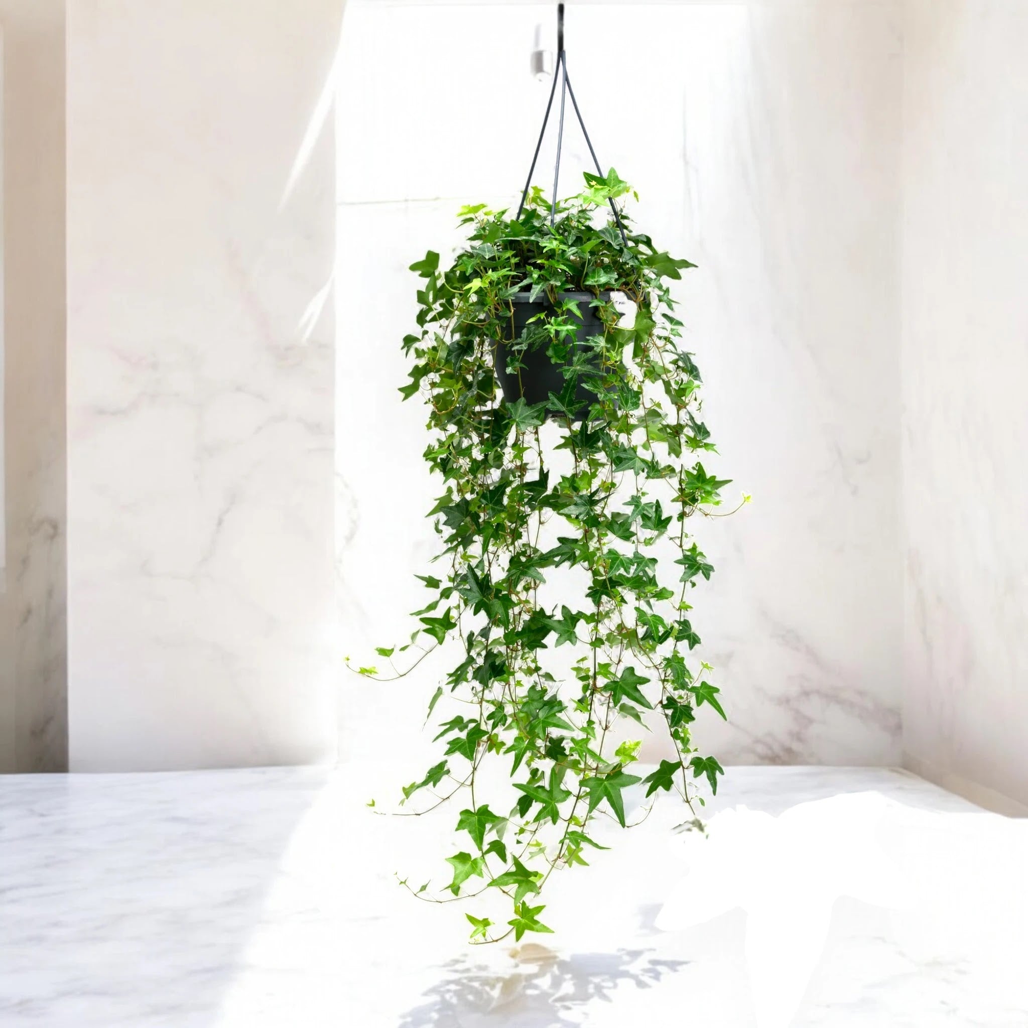 Edera - Hedera helix 'Jacobine'