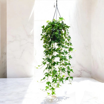 Edera - Hedera helix 'Jacobine'