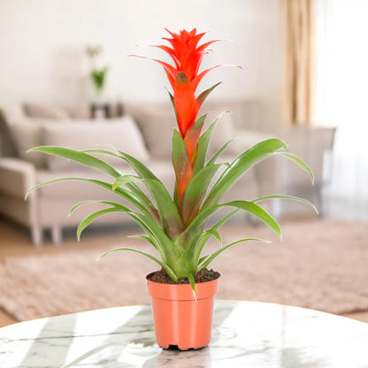 Guzmania 'Calypso'