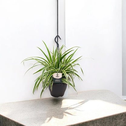 Chlorophytum comosum 'Vittatum'