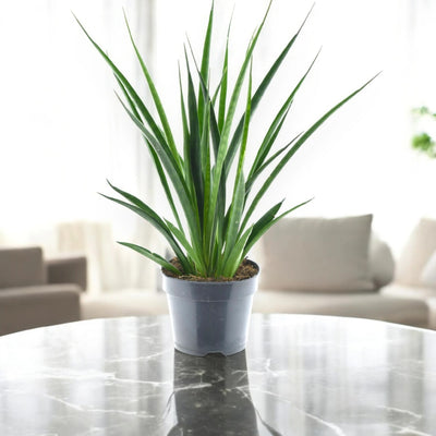 Sansevieria 'Kirkii friends'