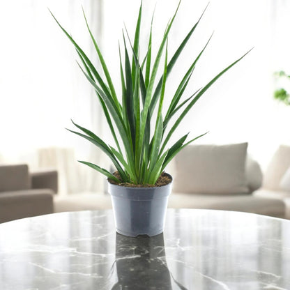 Sansevieria 'Kirkii friends'