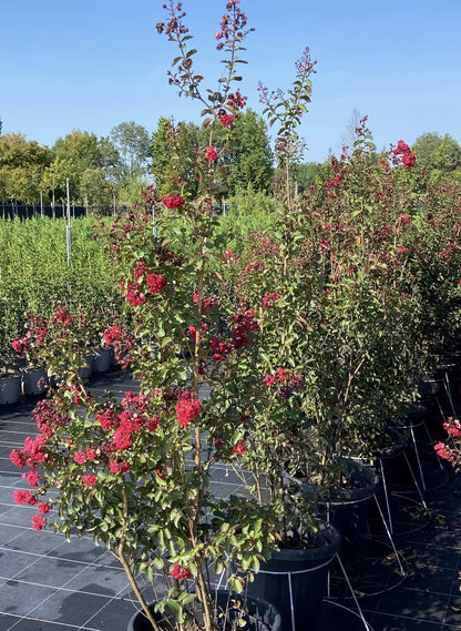 Lagerstroemia 'Dynamite'