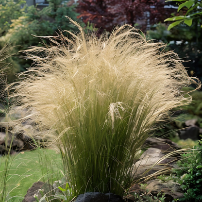 Cespo di Stipa tenuissima in giardino naturalistico estivo