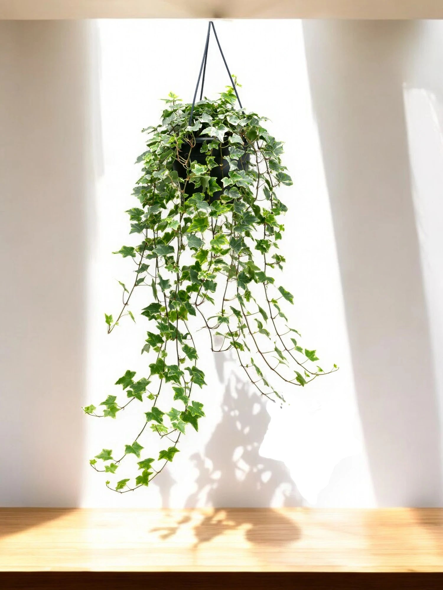 Edera - Hedera helix 'Mint Kolibri'