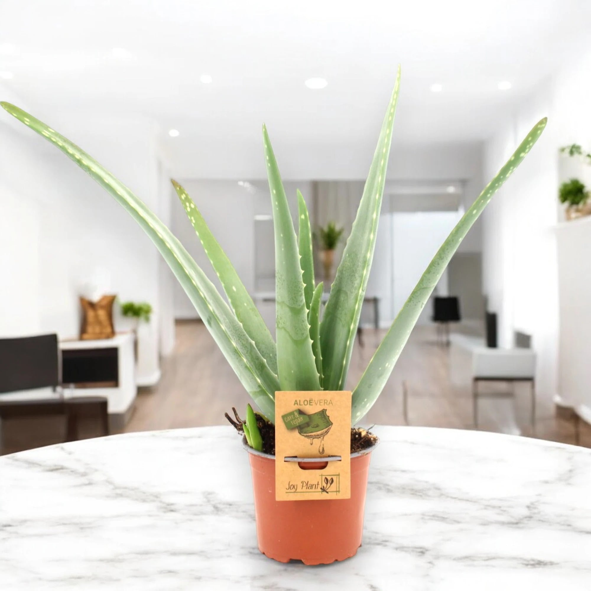 Aloe vera