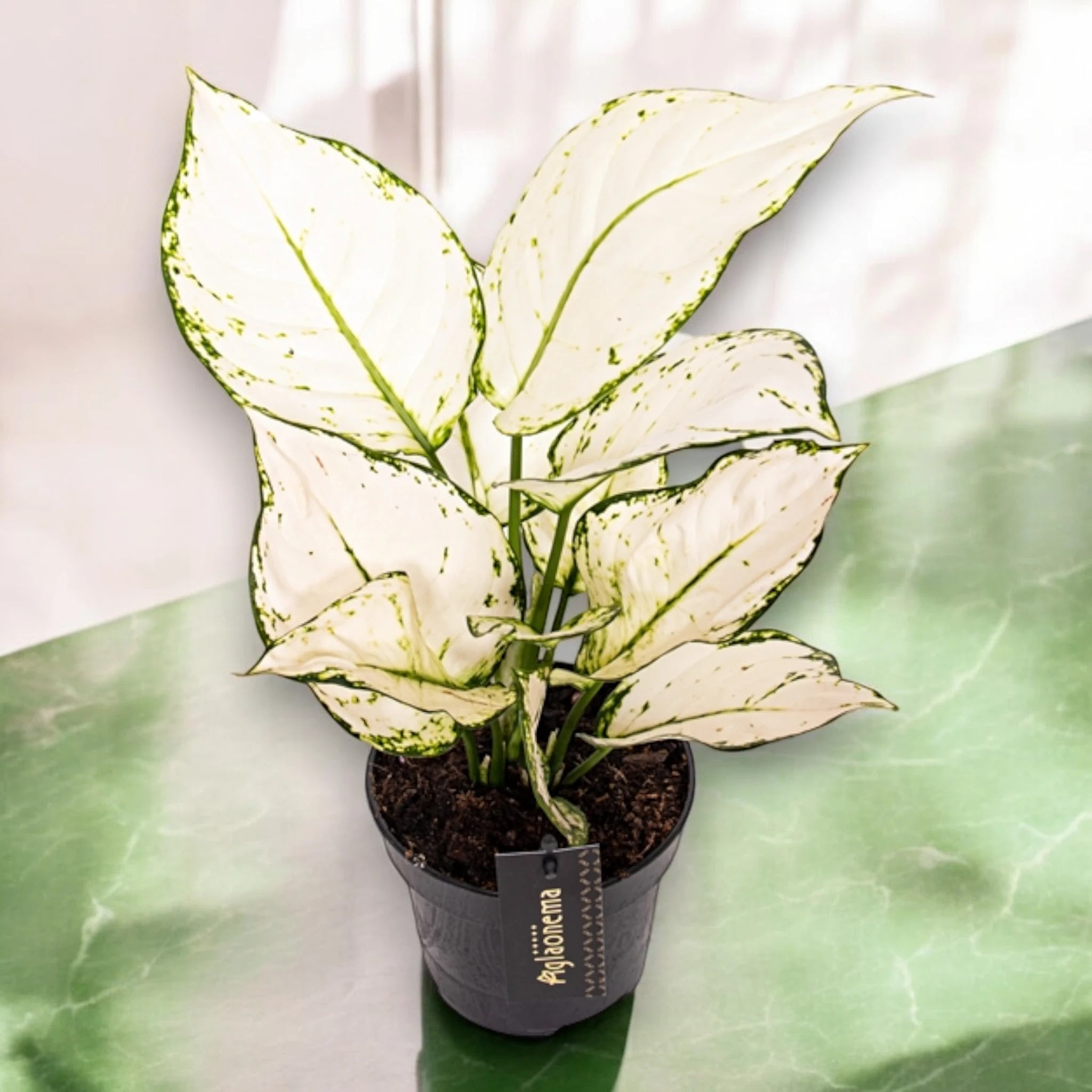 Aglaonema 'White joy'