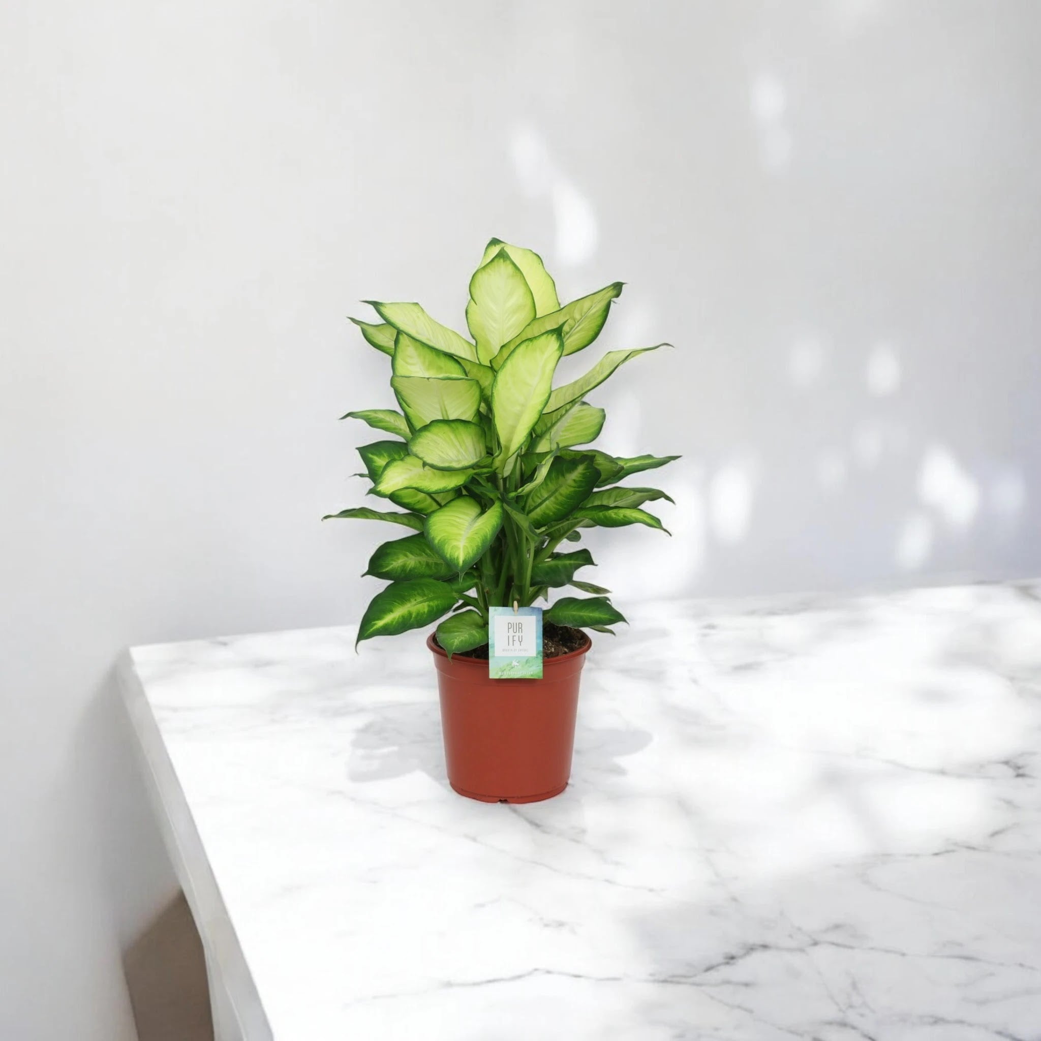 Dieffenbachia 'Summer style'