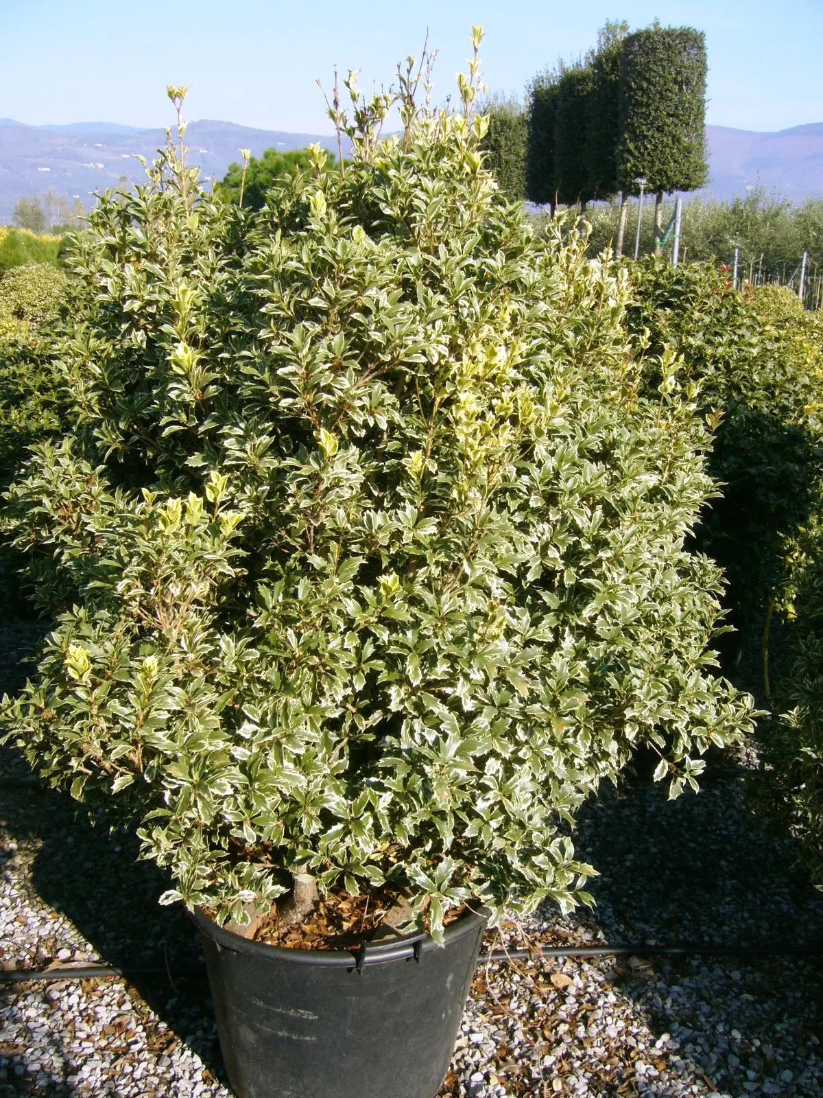Osmanthus heterophyllus Variegatus arbusto sempreverde con fogliame variegato bianco-verde in giardino
