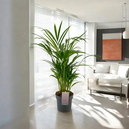 Areca - Dypsis lutescens