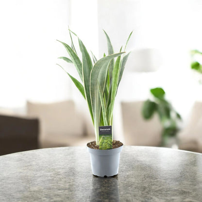 Sansevieria trifasciata 'Metallica'