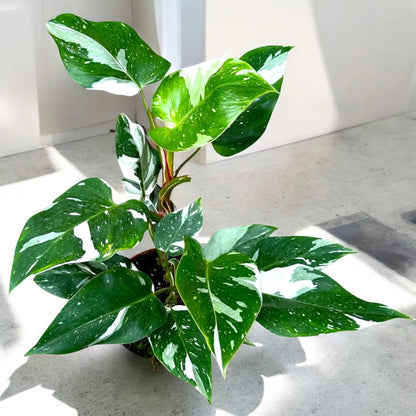 Philodendron white Princess