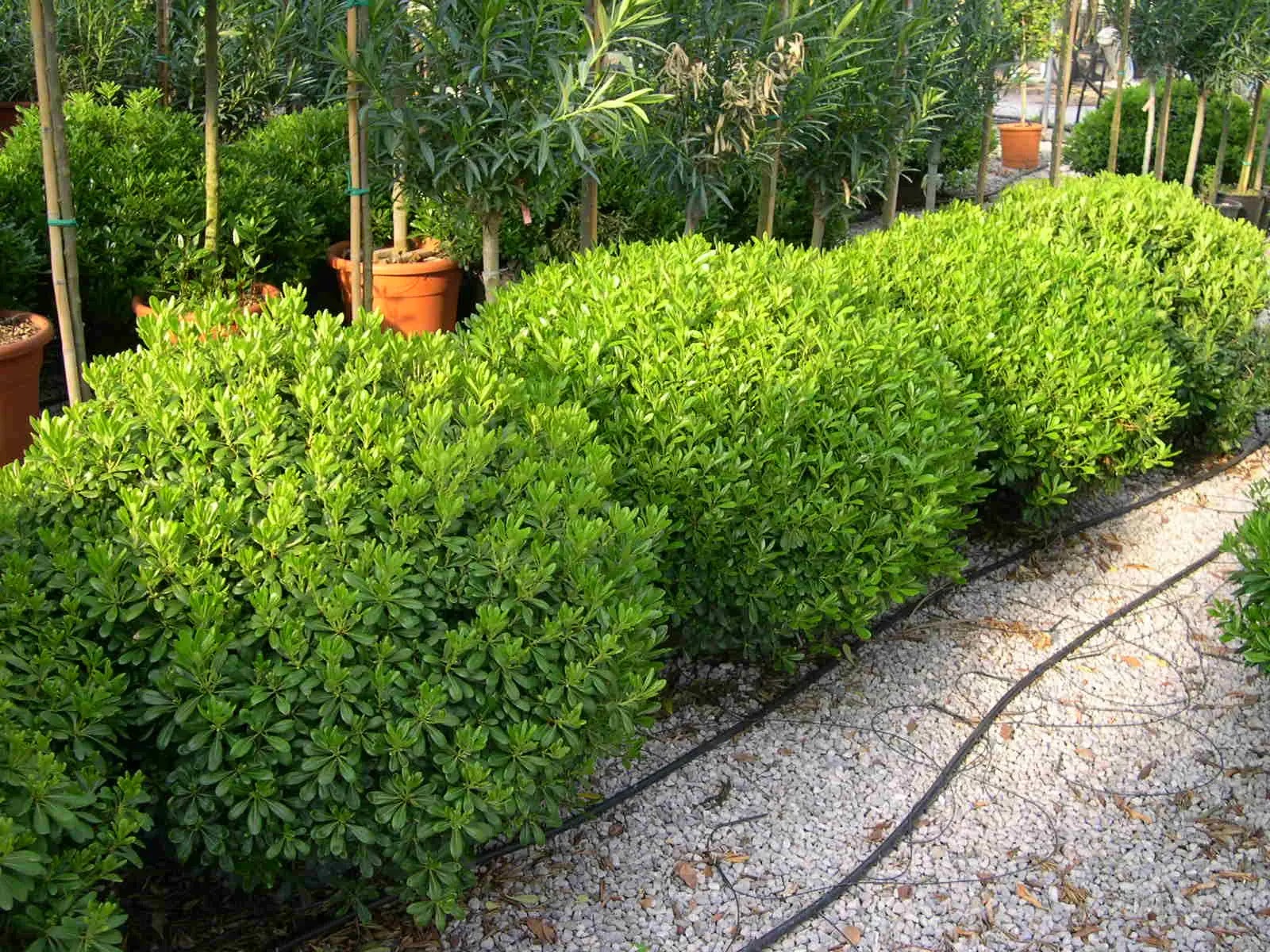 Pittosporo - Pittosporum tobira