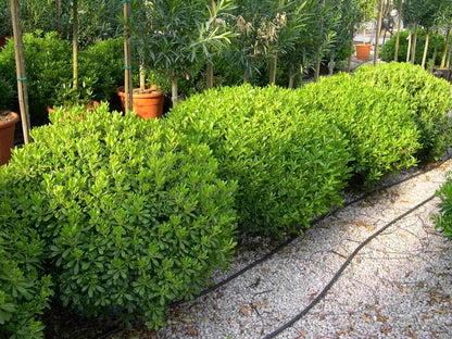 Pittosporo - Pittosporum tobira