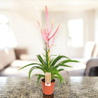 Tillandsia 'Dolce'