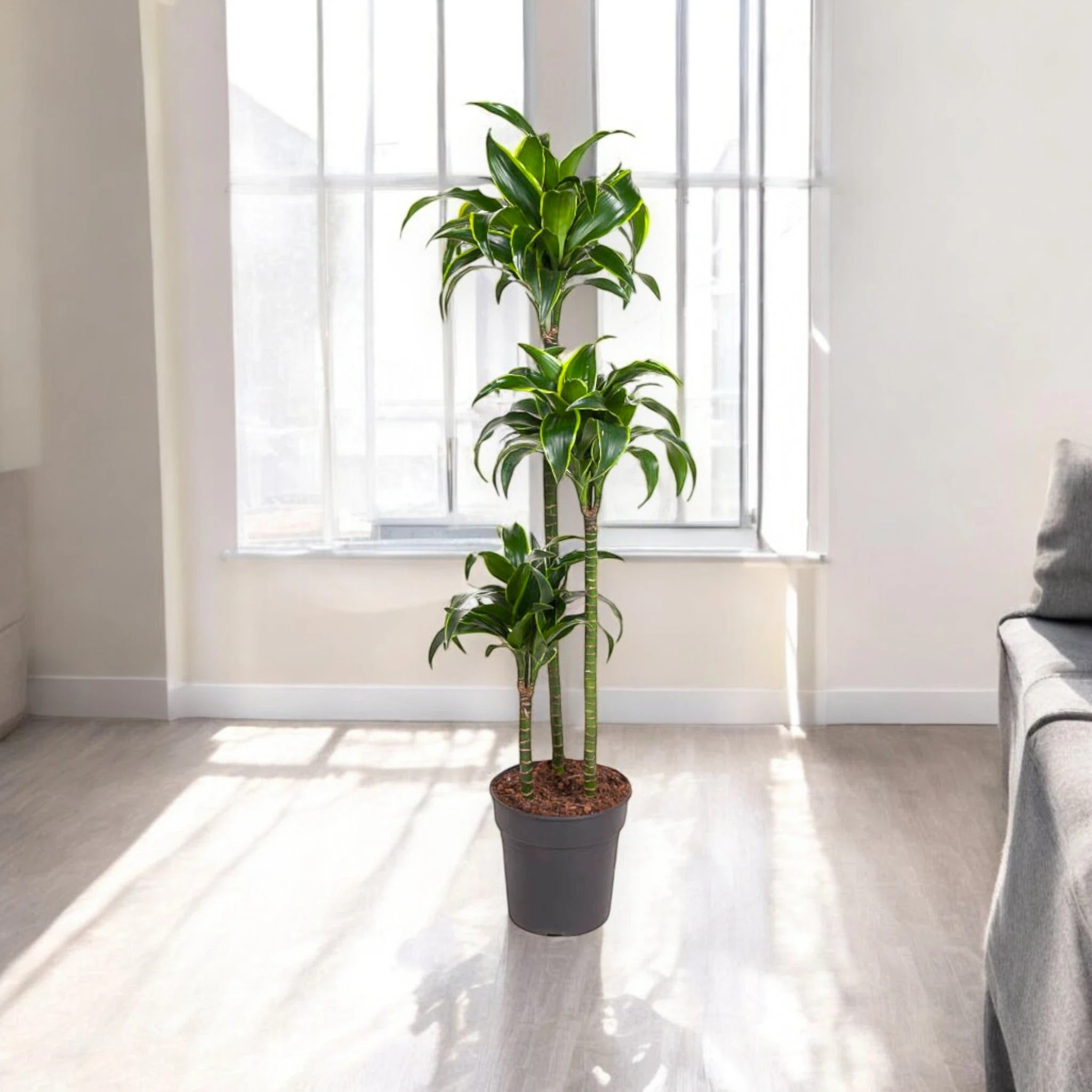 Dracaena fragrans 'Dorado'