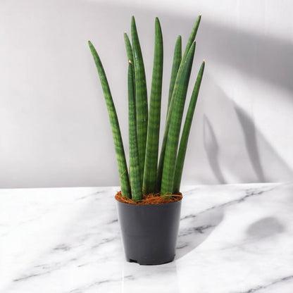 Sansevieria cylindrica 'Spaghetti'