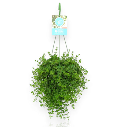 Peperomia Isabelle con foglie carnose variegate in vaso da interno, pianta compatta decorativa