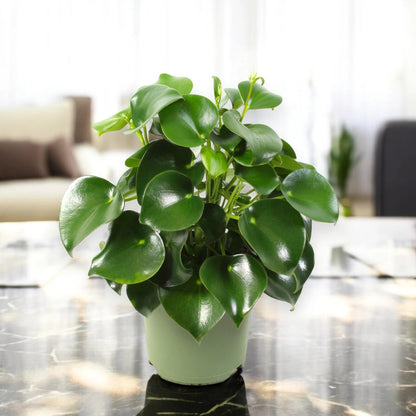 Peperomia polybotrya 'Raindrop'