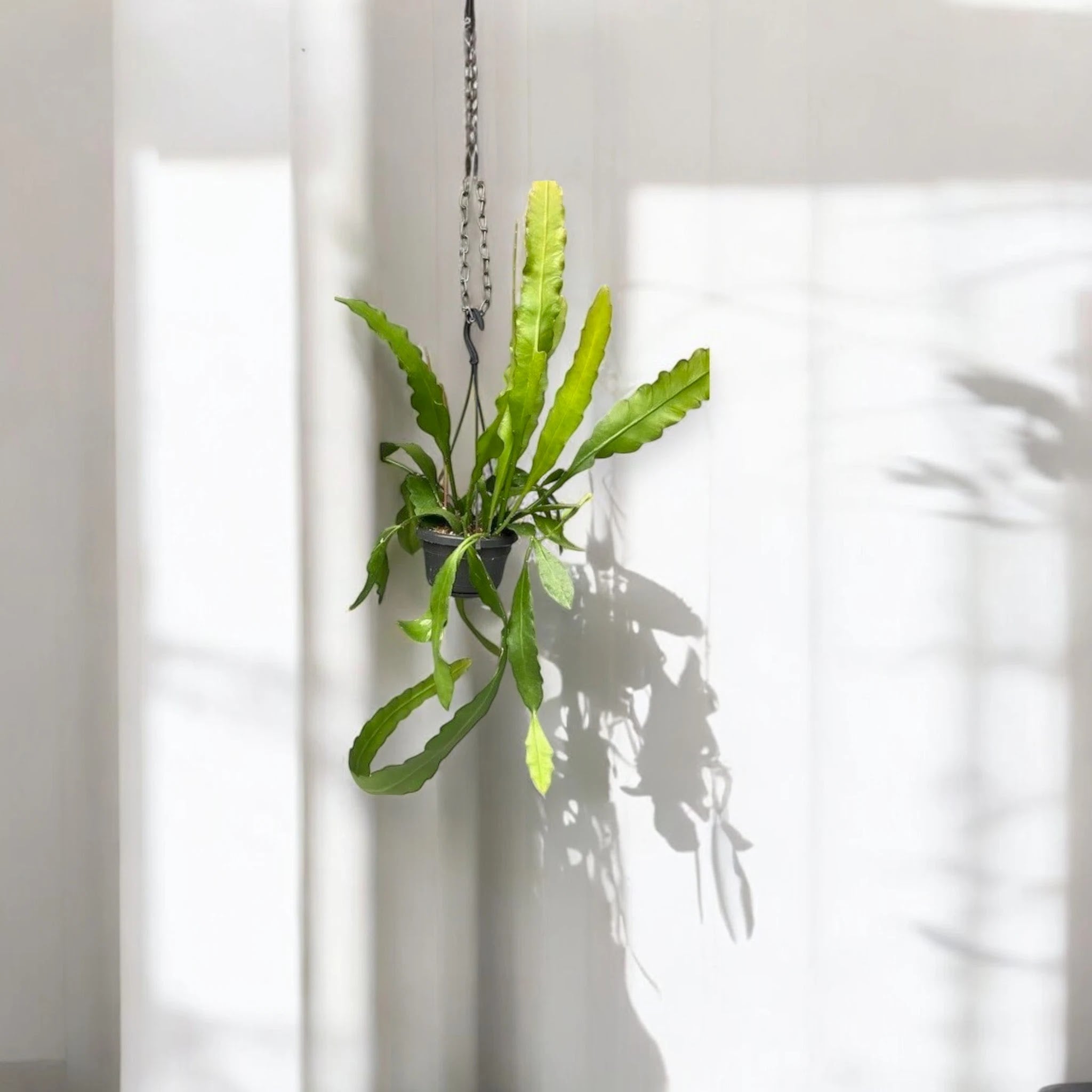 Epiphyllum fruhlingsgold