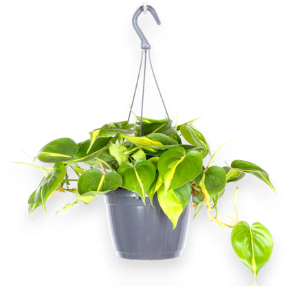 Philodendron scandens