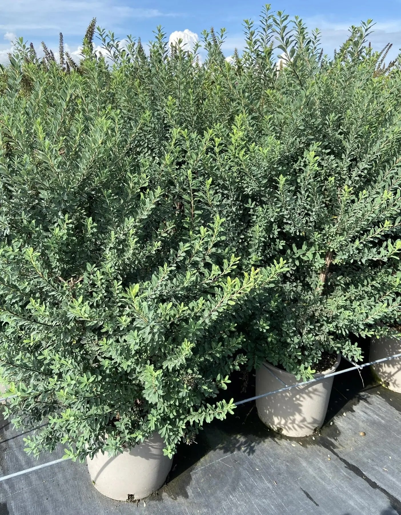 Dettaglio fiori bianchi corimbe Spiraea nipponica Snowmound su fogliame verde scuro
