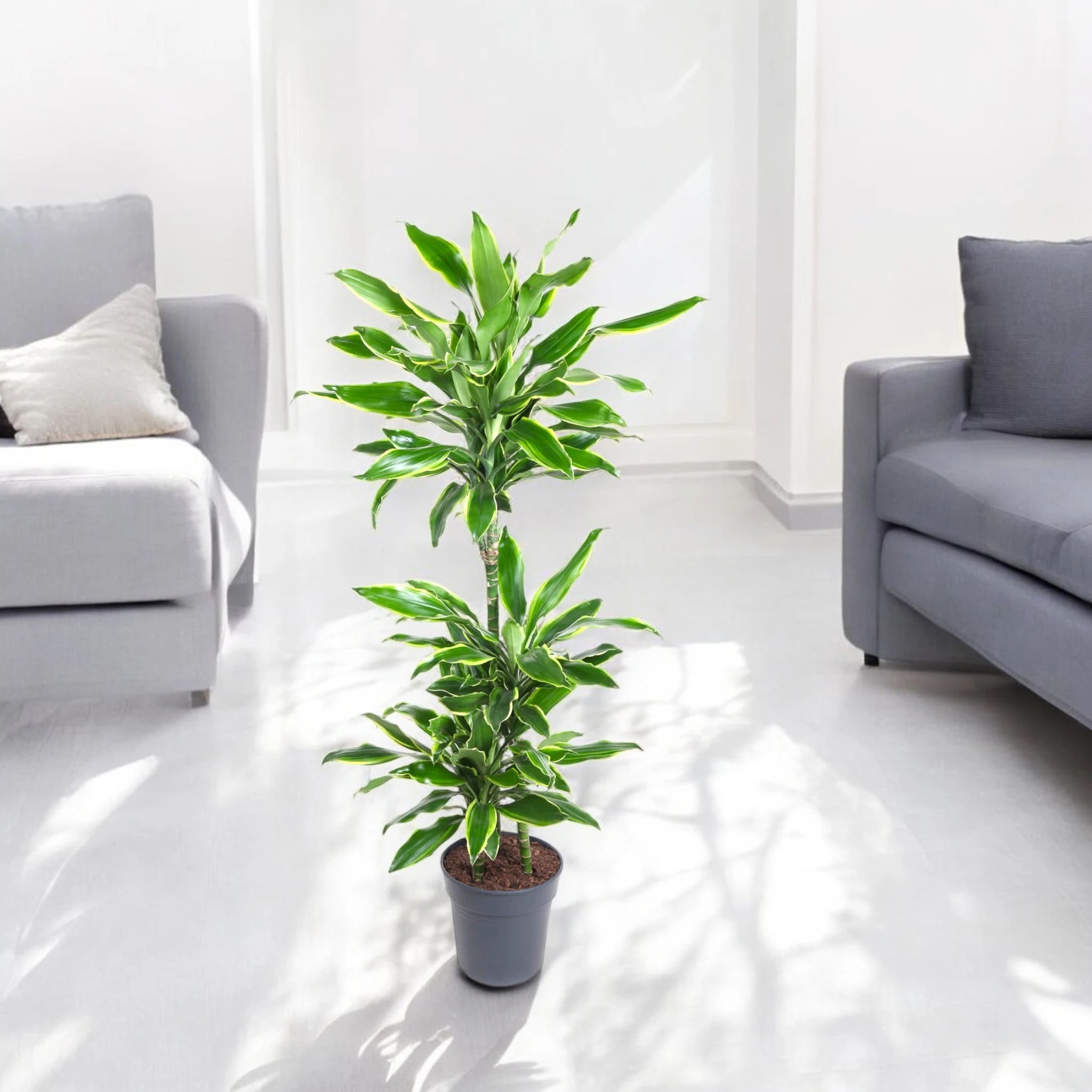 Dracaena fragrans 'Golden coast'
