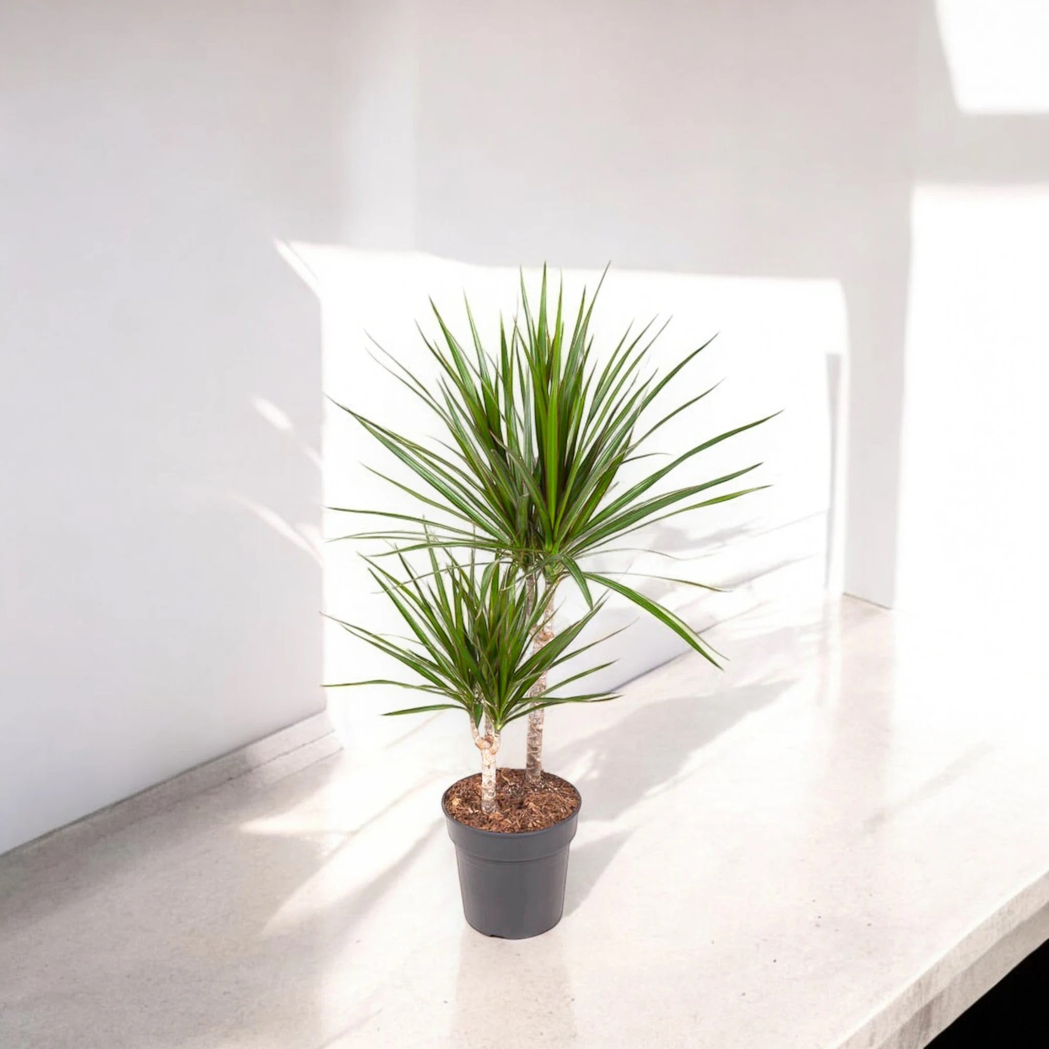 Dracaena fragrans marginata
