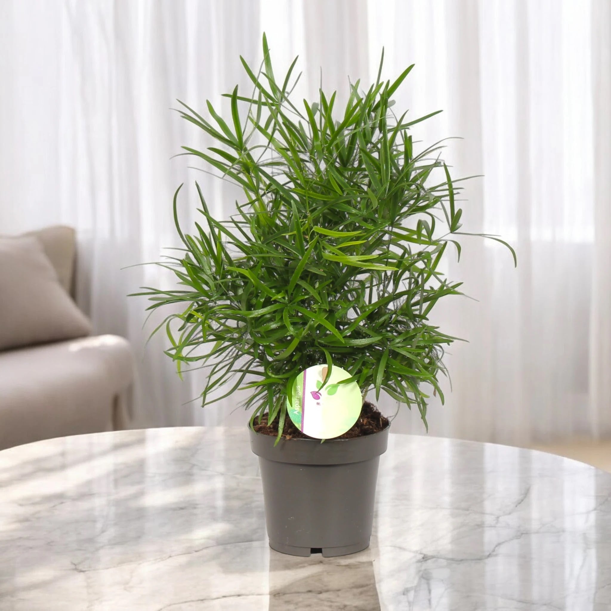 Asparagus falcatus
