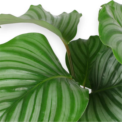 Calathea orbifolia