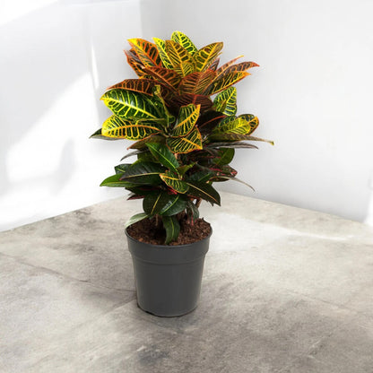 Codiaeum variegatum 'Petra'