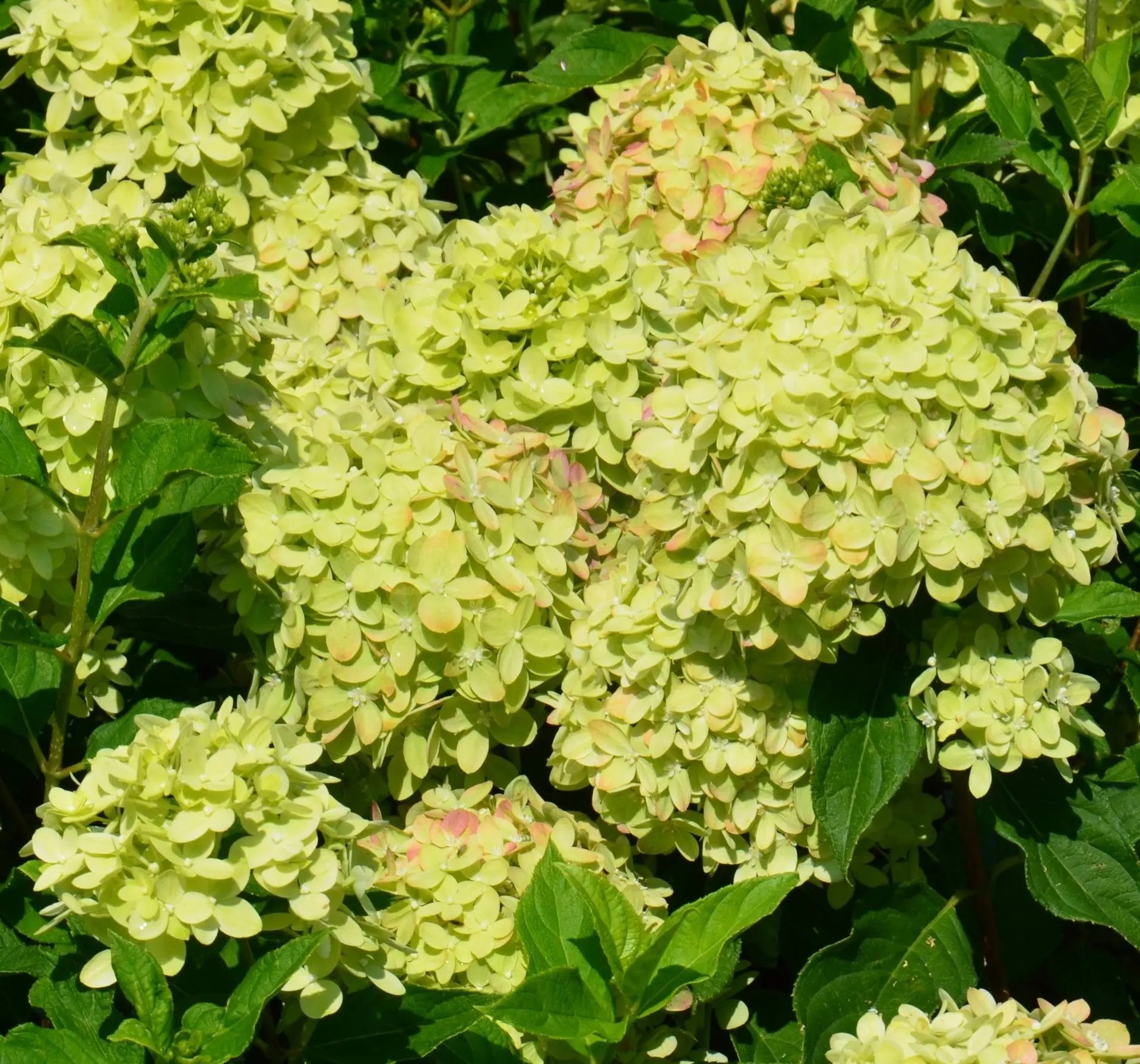 Hydrangea paniculata Little Lime con fiori verde lime in giardino, portamento compatto ed eretto