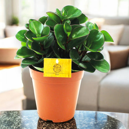Peperomia obtusifolia 'Burning bush'